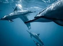 【直播】Jiejie：神仙大战啊！两边唯一没有失误的就是Xun，进攻尽力后面发挥也